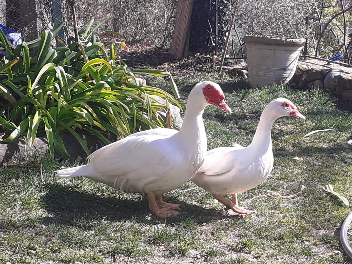 Gite Du Prinas Greolieres Kültér fotó